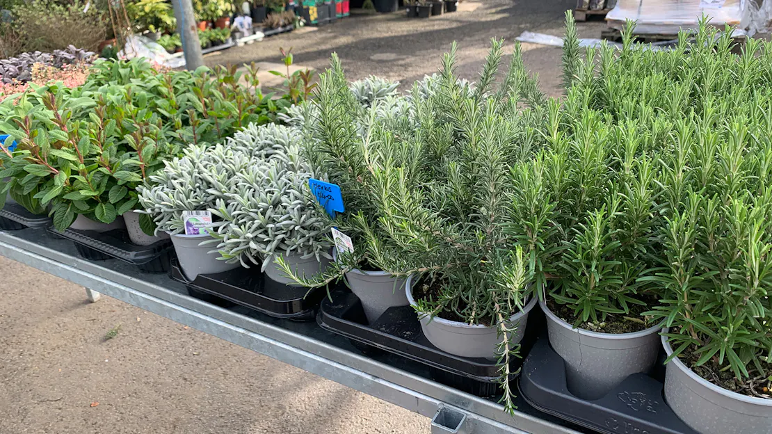 What’s New at Honley Garden Centre | Weekly Plant Updates