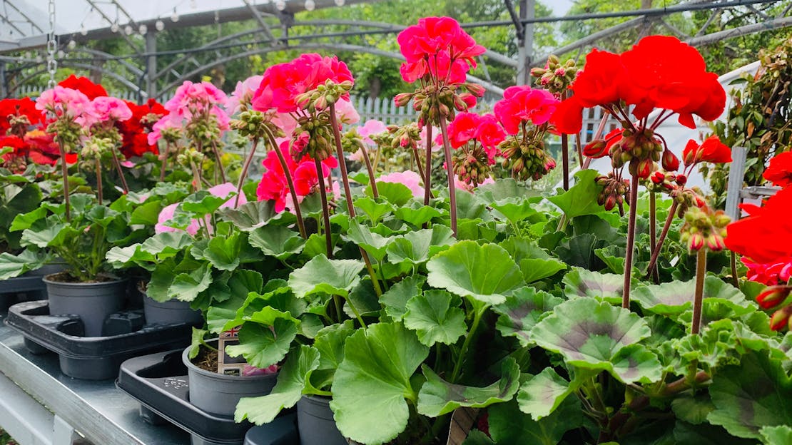 Planning Your Visit to Our Honley Garden Centre