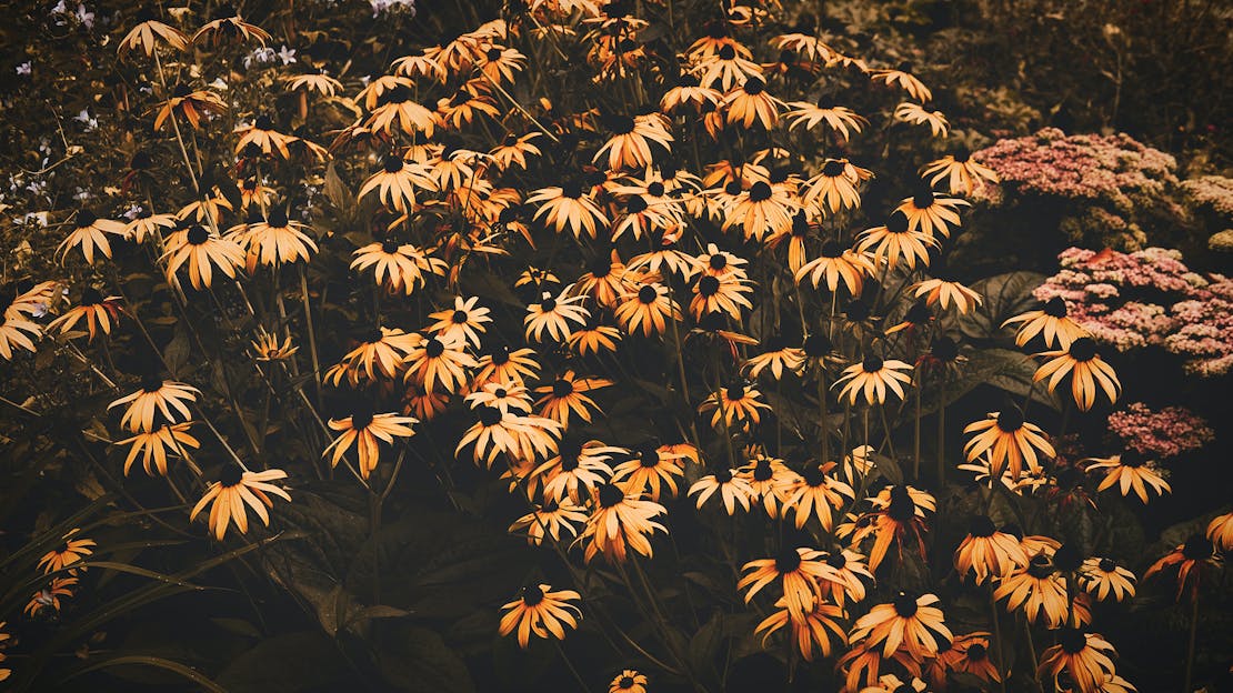 Gardening Diary - October