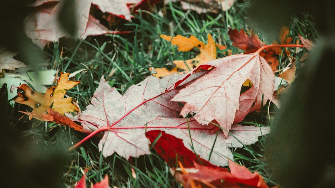 Gardening Diary - November