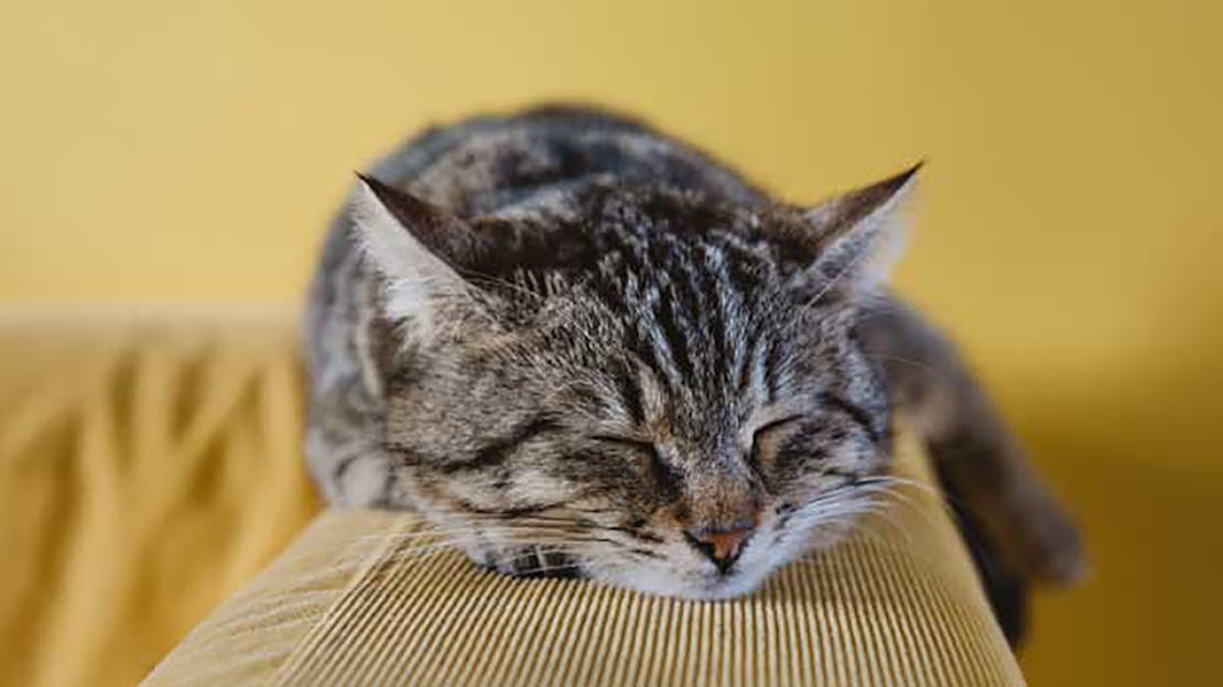 Wood Pellets for Cat Litter