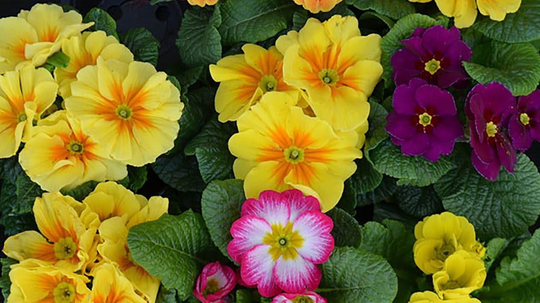 Gardening Tips for Beginners