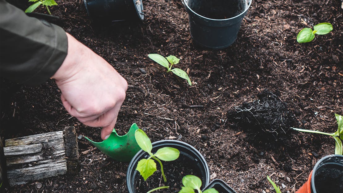 Garden Diary - April