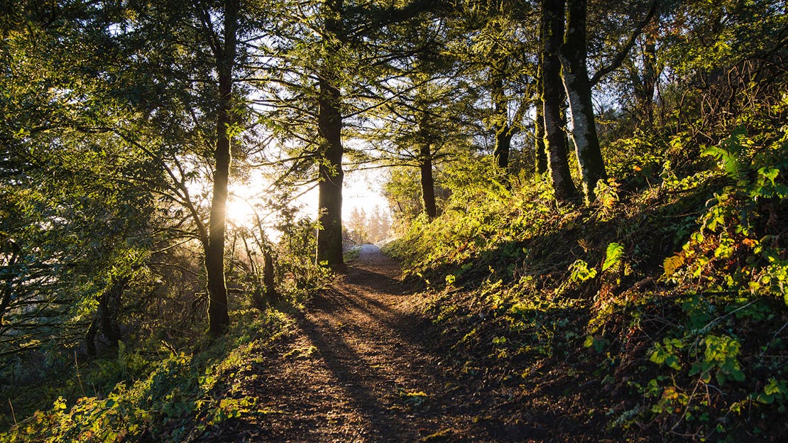 Benefits of Biomass Wood Pellets