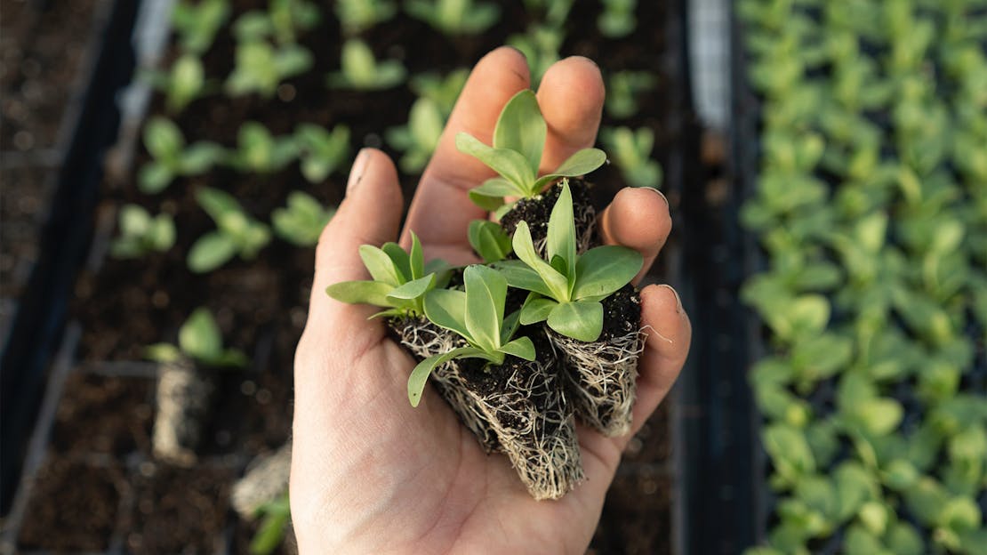 Garden Diary - March