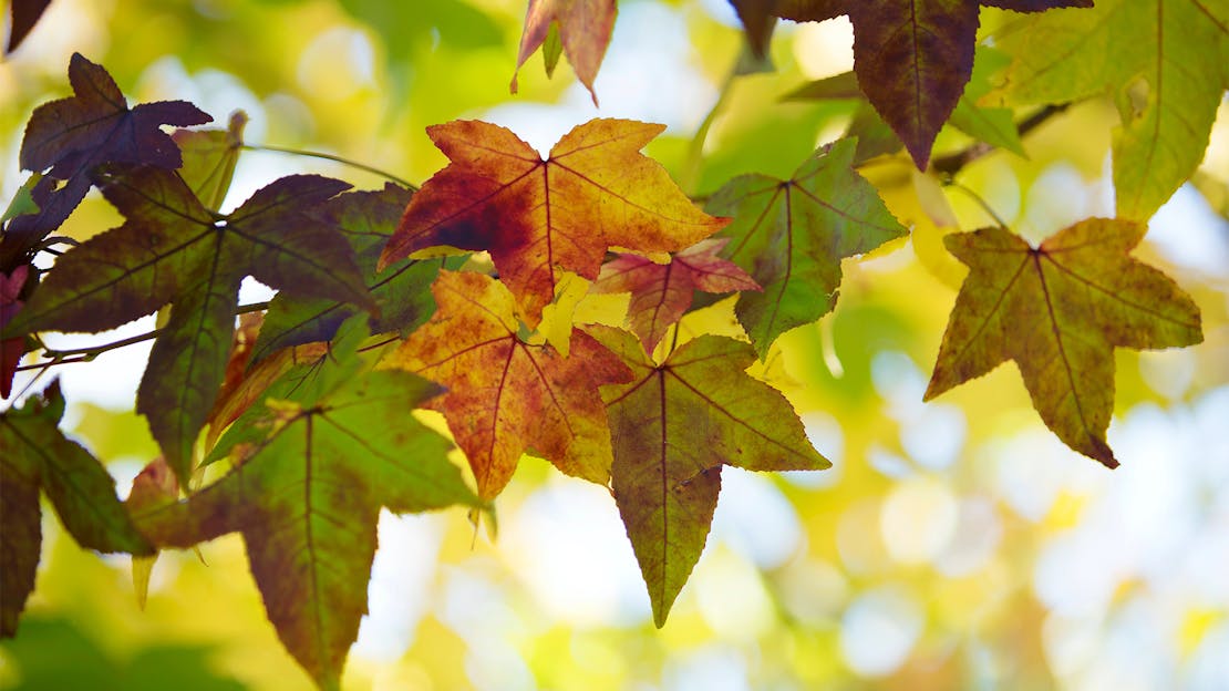 Garden Diary - September