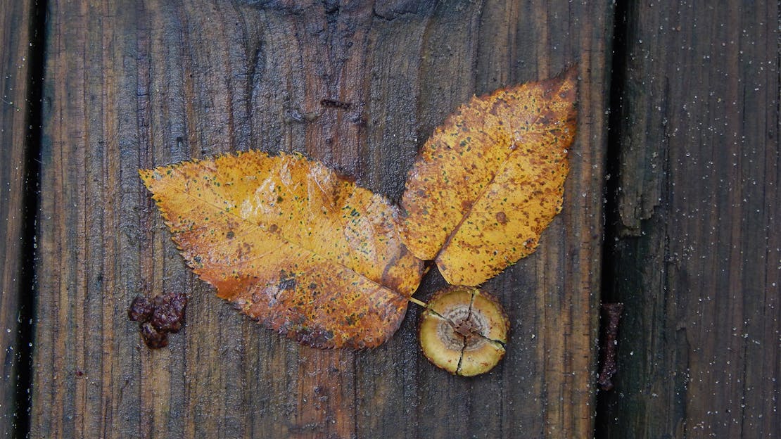 The Benefits of Dry Firewood