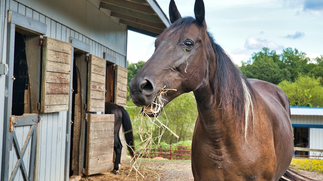 How Versatile Are Wood Pellets?