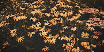 Gardening Diary - October