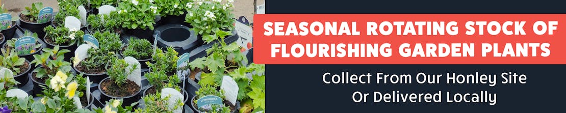 Our garden plants are available at Honley & for delivery!
