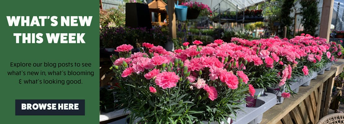 What's New in Honley This Week