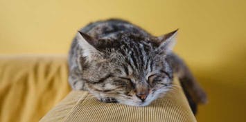 Wood Pellets for Cat Litter