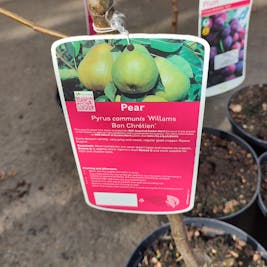 Fruit Trees - Pear
