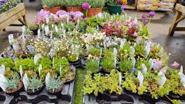 Wide Variety of Plants Available From Honley