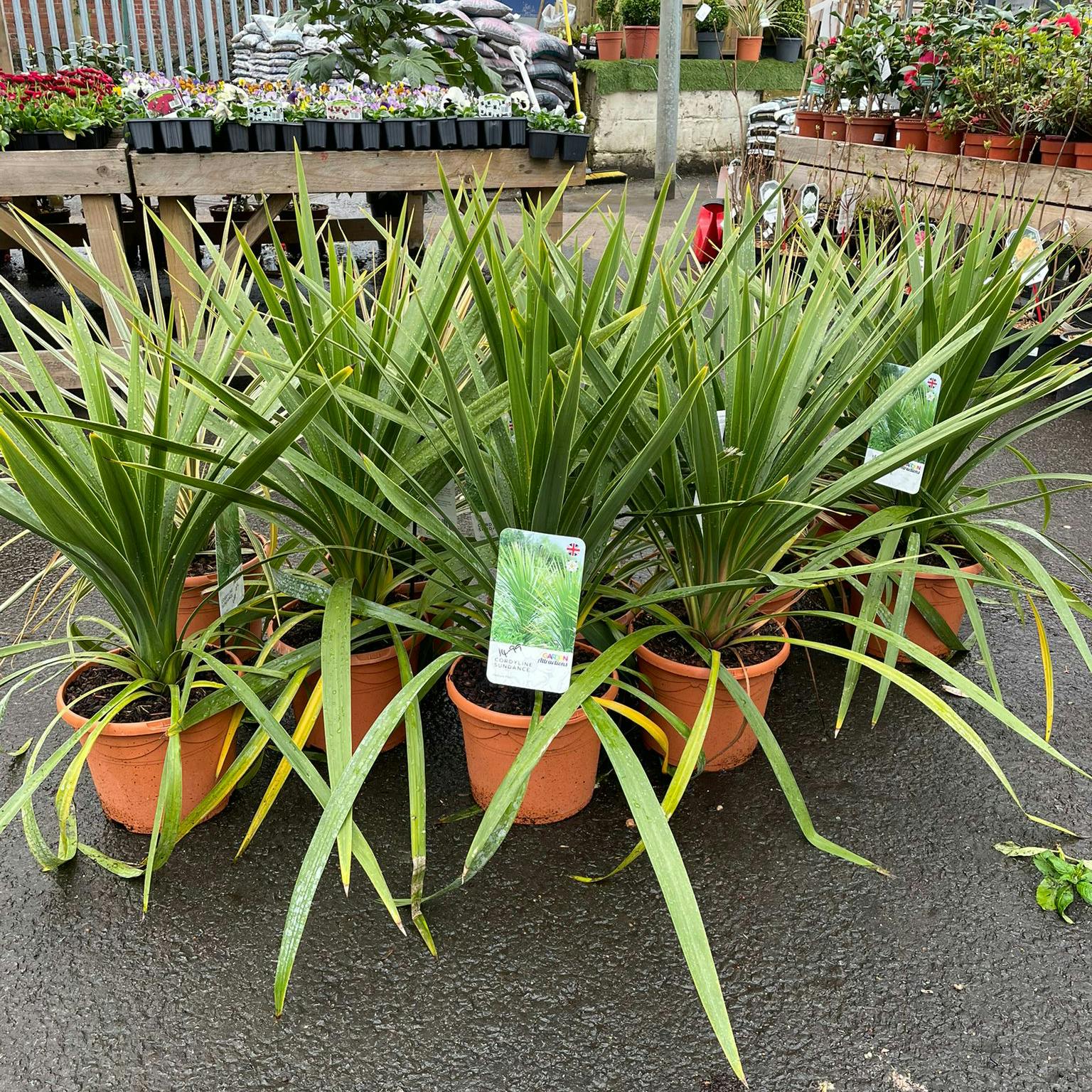 Variety of Cordylines Plants | Huddersfield Fitzpatricks